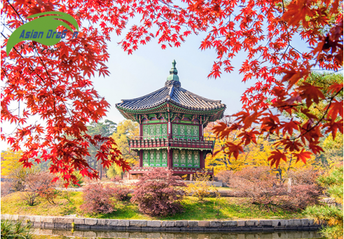 Những trải nghiệm không thể bỏ lỡ khi đến Hàn Quốc mùa thu